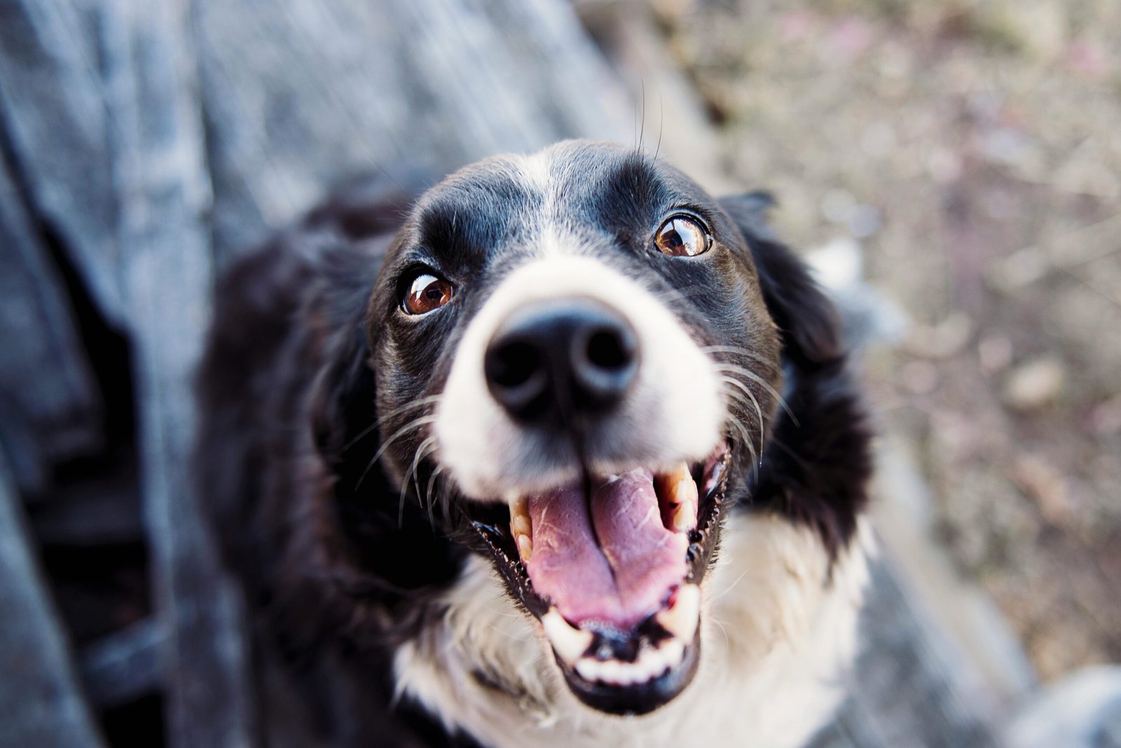 vitalvet blog 2025 06