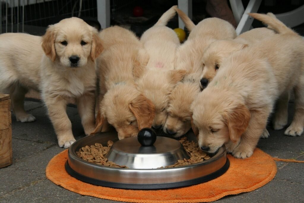 golden retriever puppy 2706672 1280